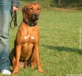 Rhodéský ridgeback