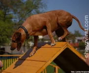 Rhodéský ridgeback