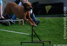 Rhodéský ridgeback