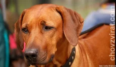 Rhodéský ridgeback