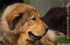 Tibetská doga