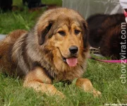 Tibetská doga