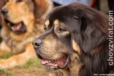 Tibetská doga