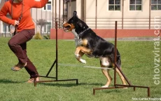 Velký švýcarský salašnický pes