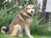 Západosibiřská lajka