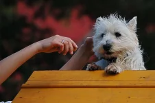 West highland white teriér
