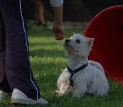 West highland white teriér