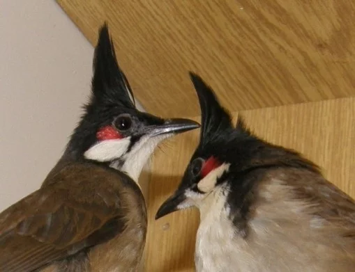 Bulbul červenouchý