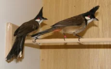 Bulbul červenouchý