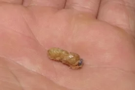 Krmný hmyz