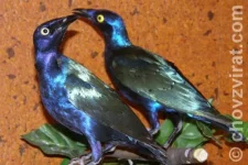 Leskoptev purpurová