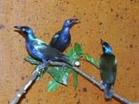 Leskoptev purpurová