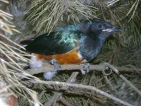 Leskoptev tříbarvá