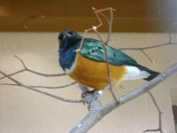 Leskoptev tříbarvá