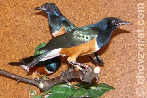 Leskoptev tříbarvá