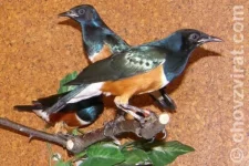 Leskoptev tříbarvá