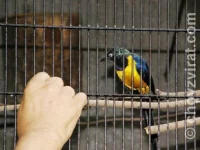 Leskoptev zlatoprsá (královská)