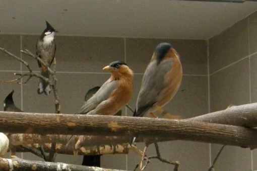 Špaček pagodový+bulbul rudouch