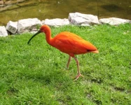 Ptačí park Walsrode