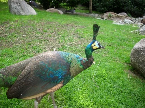 Ptačí park Walsrode