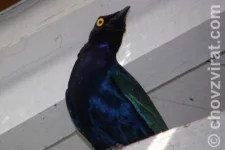 Ptačí park Walsrode