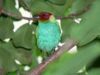 Tangara vavřínová