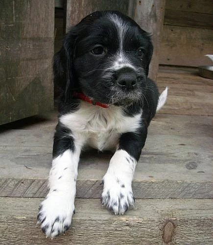 štěňata bretaňský ohař s PP