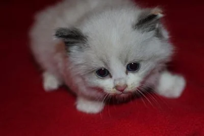 ragdoll - koťátka
