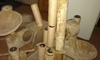 velké škrabadlo pro kočky