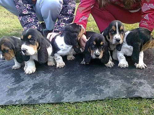 Basset Hound