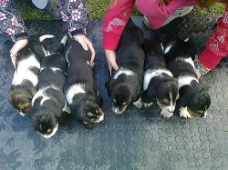 Basset Hound