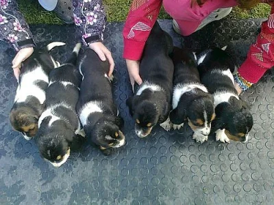 Basset Hound