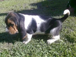 Basset Hound