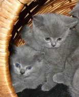 Nádherná britská modrá koťata