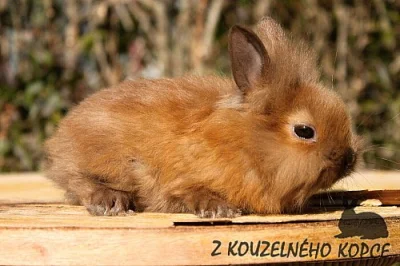 Zakrslí králíčci s teddy genem 