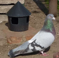 Prodej římanů a piešťanských obrů