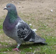 Prodej římanů a piešťanských obrů