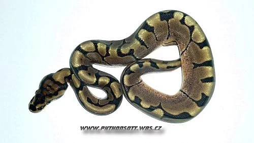 PYTHON REGIUS SPIDER  - ODCHOV 8/12