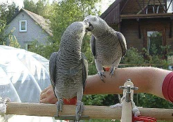 samec a samice africké šedé papoušci na prodej