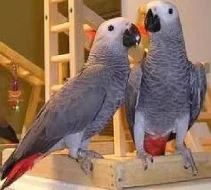 samice africké šedé papoušci na prodej