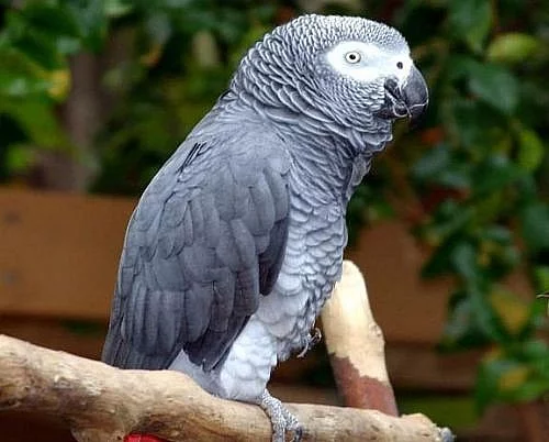 samice africké šedé papoušci na prodej