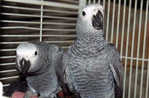 samice africké šedé papoušci na prodej