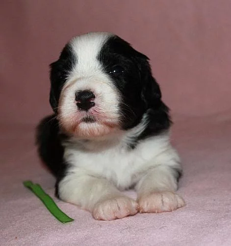 Bearded collie- exkluzivní spojení pro ČR