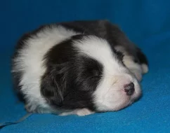 Bearded collie- exkluzivní spojení pro ČR