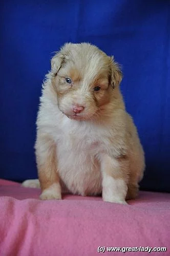Australský ovčák