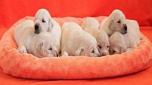 Zlatý retrívr – golden retriever s PP