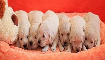 Zlatý retrívr – golden retriever s PP