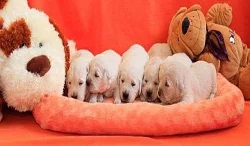 Zlatý retrívr – golden retriever s PP