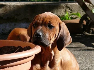 Štěňátka Rhodéského Ridgebacka s PP
