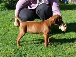 Štěňátka Rhodéského Ridgebacka s PP